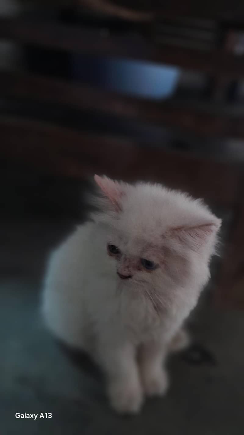 cat 0