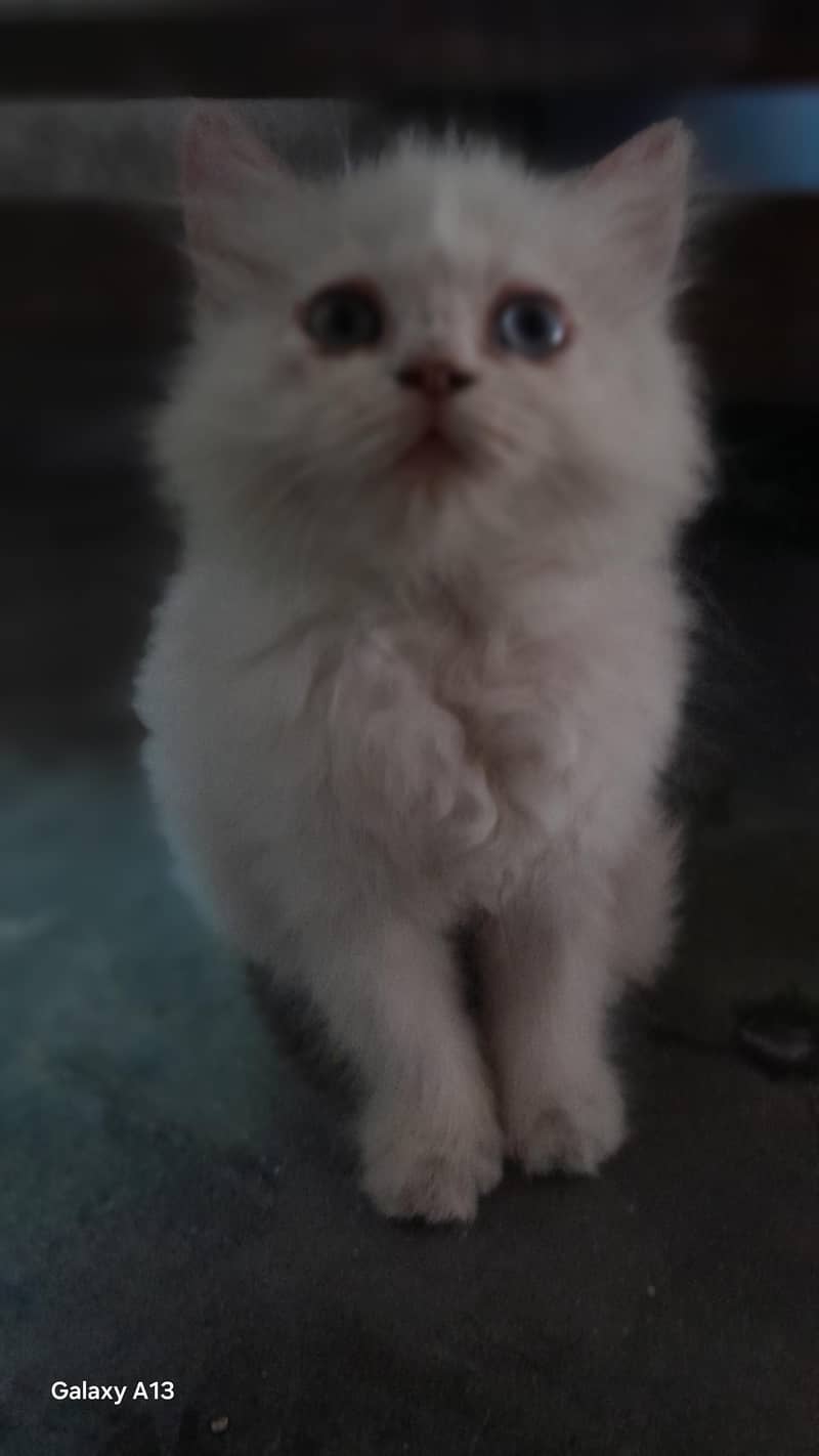 cat 1