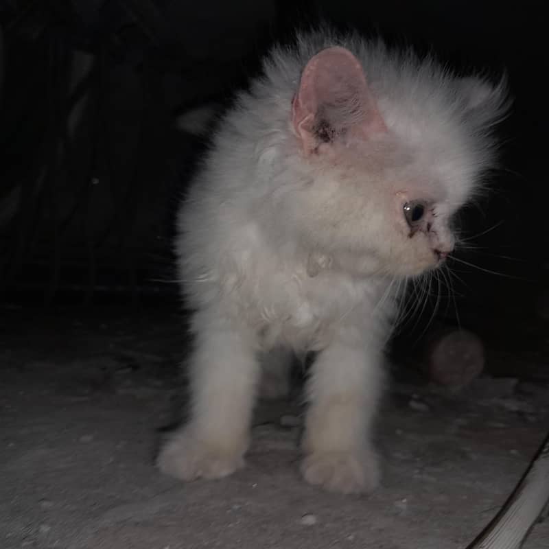 cat 2