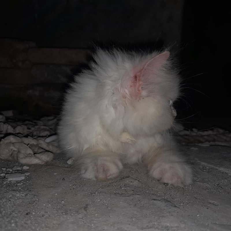 cat 3