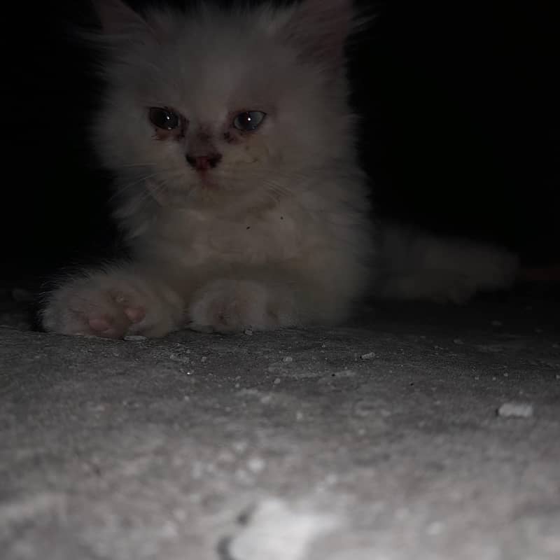 cat 4