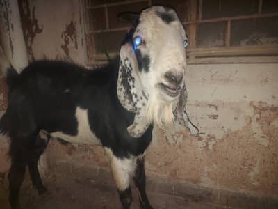Desi kala chitta bakra for sale