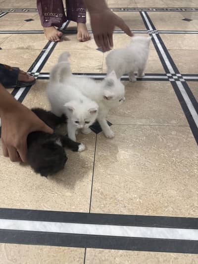 Cats for sale