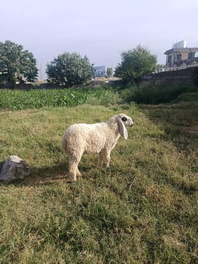 Sheep | Dumba | Kajla | Bakra | Goat | Kajla Chatra