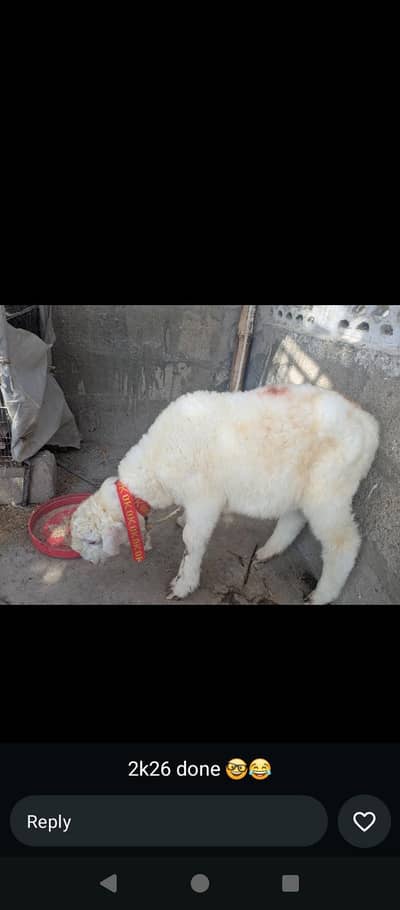 sheep