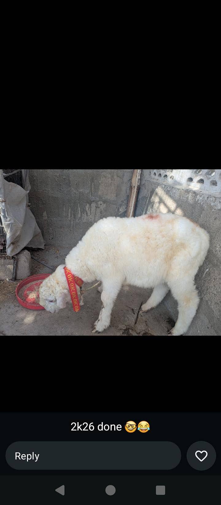 sheep 0
