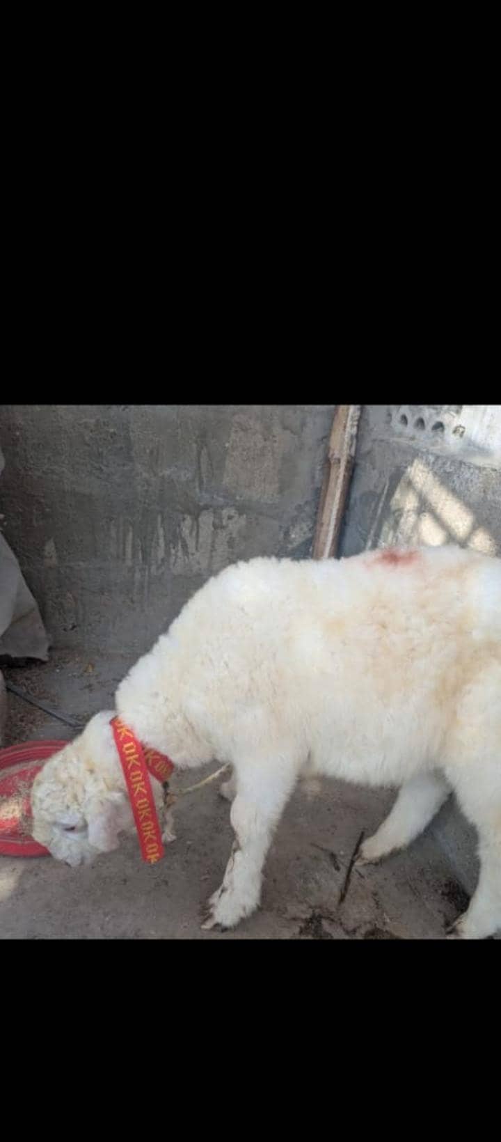 sheep 1