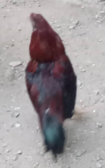 Aseel mianwali   03440509136