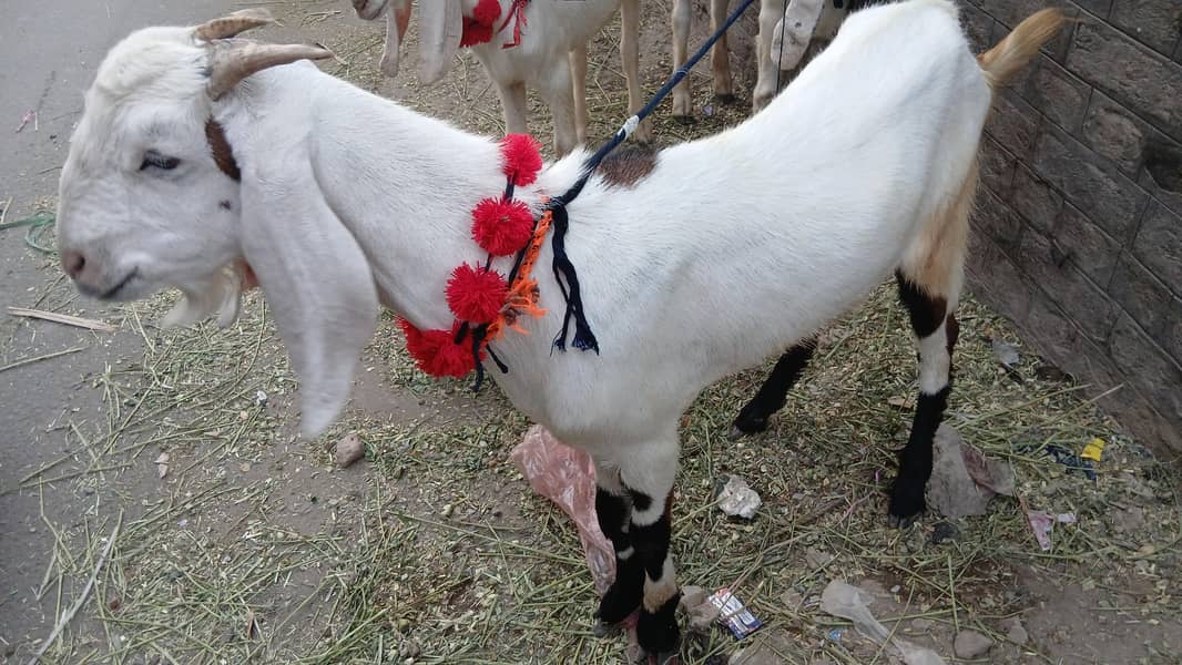 donda bakra 0