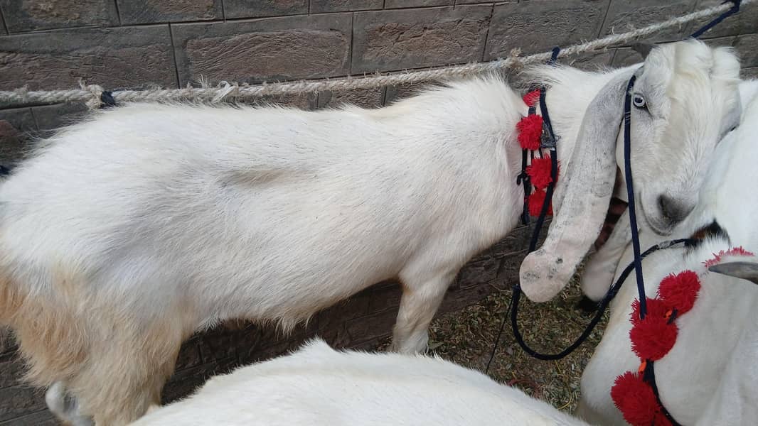 donda bakra 1