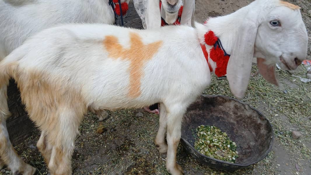 donda bakra 2