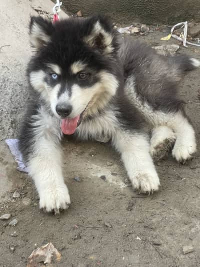 Healthy active puppy