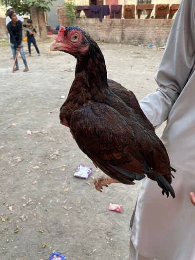 top quality aseel murga and murgi for sale