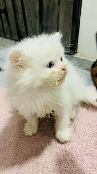 Persian cat female 0319===7676=623 my WhatsApp