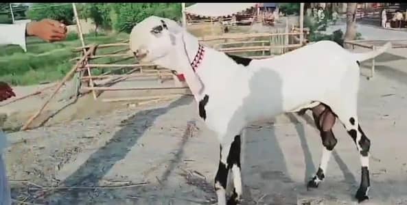 Qurbani Wala Bakra for sale WhatsApp 03704815728