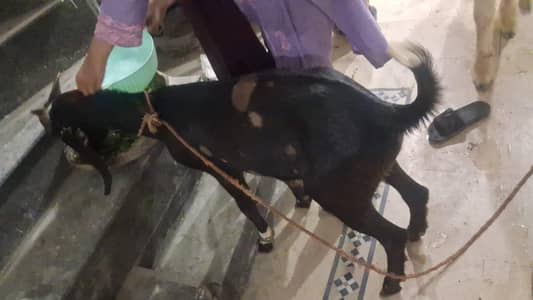 bakra ,chatra 03448502692