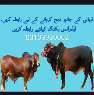 professional qasai 03103930002