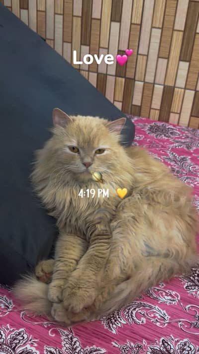 Persian cat for sale