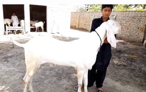 Qurbani Wala Bakra for sale WhatsApp 03704815728
