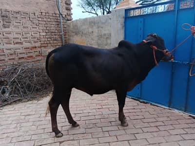 Eid ka bail