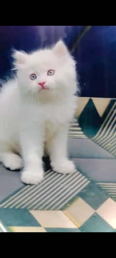 persian cat for sale MywatsapppNumber0348-55-58-176