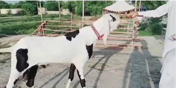 Rajanpuri Bakra for sale WhatsApp 03246711890