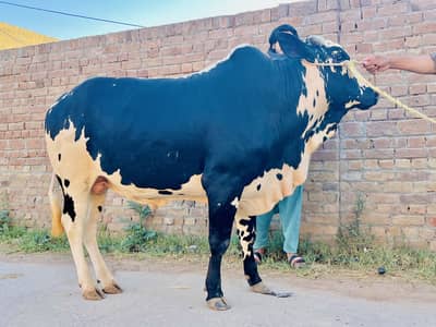 Daan for sale in chakwal 5.5+ maan ghost