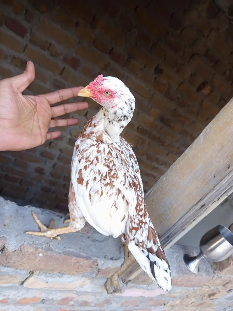 pure mianwali blue eyes Young Madi — photo 2