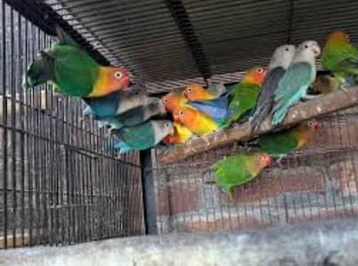 love bird. 03013130804