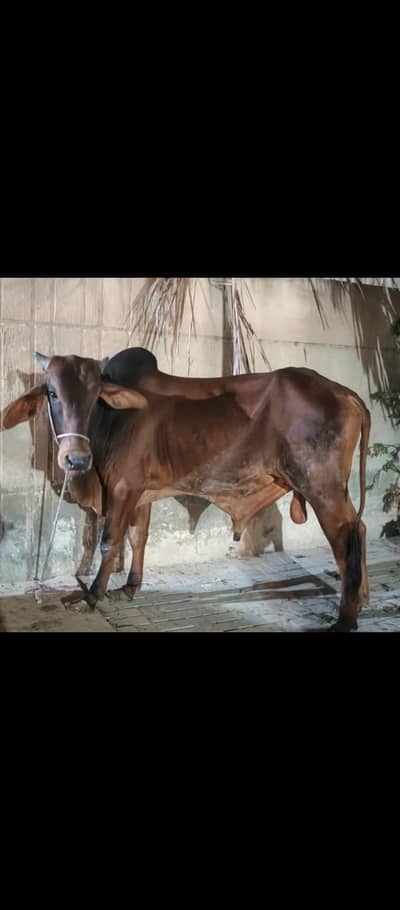 BAChra 4-5 man weight