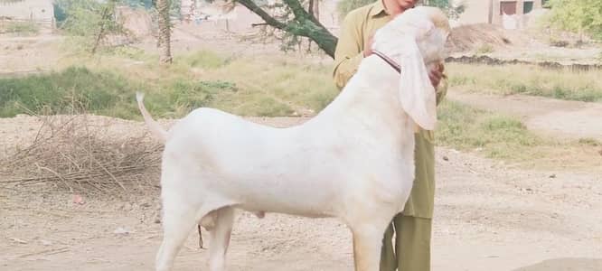 Rajanpuri Qurbani Goat – 2 Teeth Ready for Eid / call _03102718755