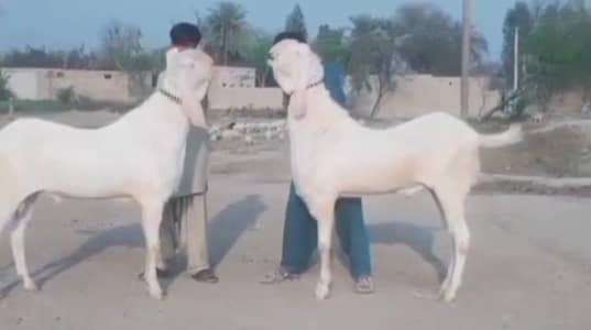 2 Bakary qurbani Walay for sale WhatsApp 03246711890