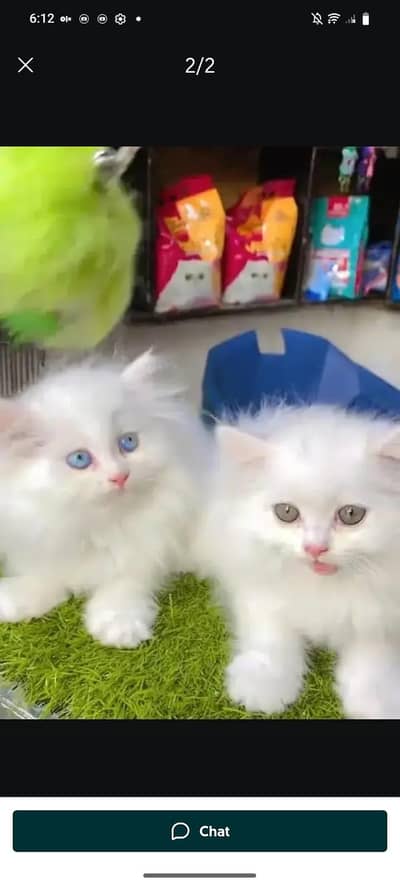 persian cat for sale MywatsapppNumber0348-55-58-176