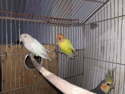 lovebirds