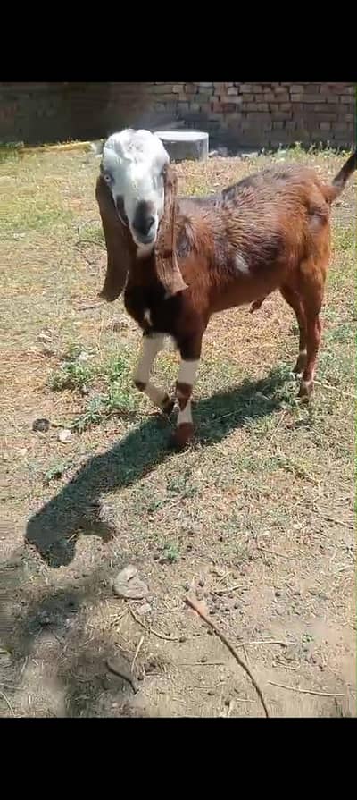 Qurbani Bakra - 15 Months Active and Healthy Goat (نوٹ