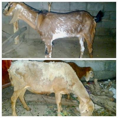 goat/sheep for  sale