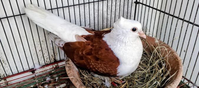 Healthy Brown & White Pigeon Pair 