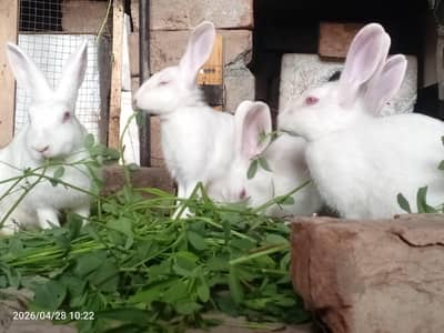 par rabbit 1500