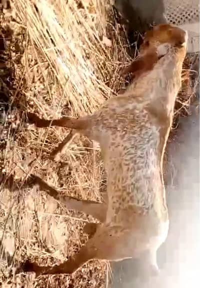 qurbani ke liye Bakra for sale WhatsApp 03704815728