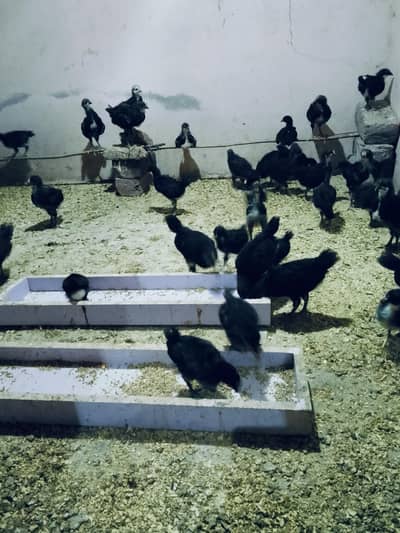 Australorp chicks