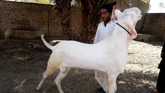 Rajanpuri Qurbani Goat – 2 Teeth Ready for Eid / call _03102718755