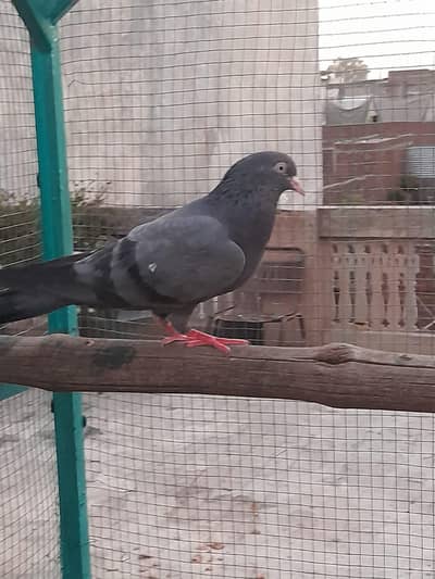 Taddy Chapra Piploo wali madi Indian bacha