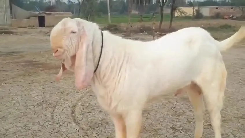 gulabi Bakra for Sale Mashallah Call 03481743426