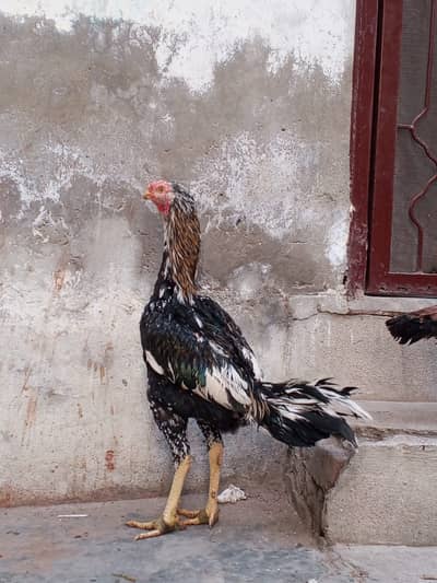 Pure Aseel Golden Black Cheena 0310-4266443
