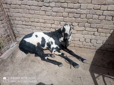 Bakra Qurbani