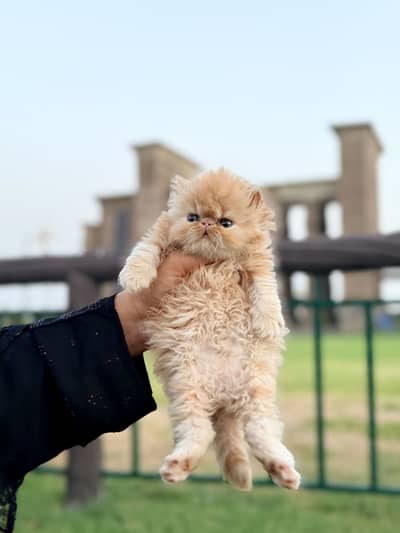 Peke Face kitten