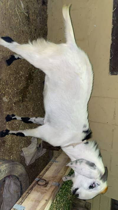 Goat for sale
