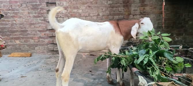 Donda hai or acha hai munasib rate mai