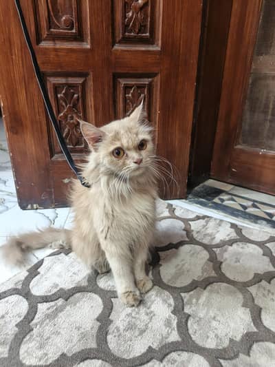 Persian Female Punch face