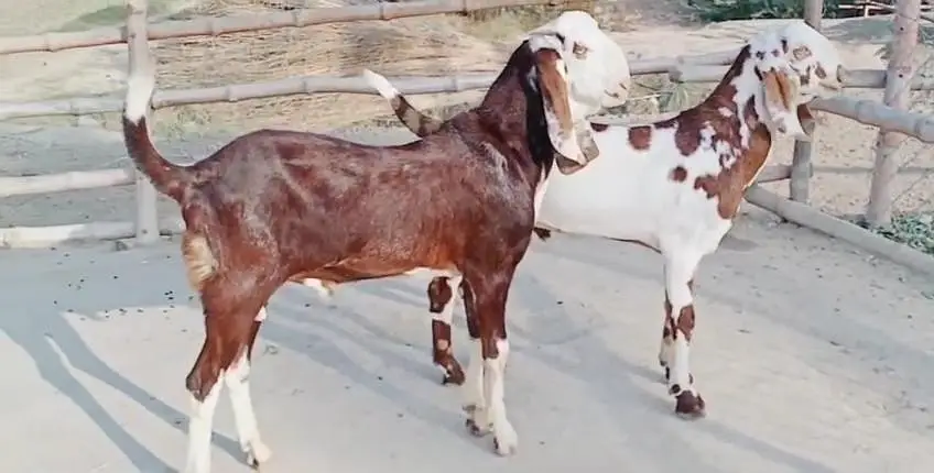 desi Bakra for sale/03327415379